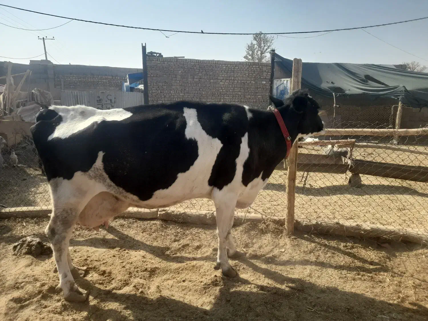 گاو و گو ساله|حیوانات مزرعه|اصفهان, طاحونه|دیوار