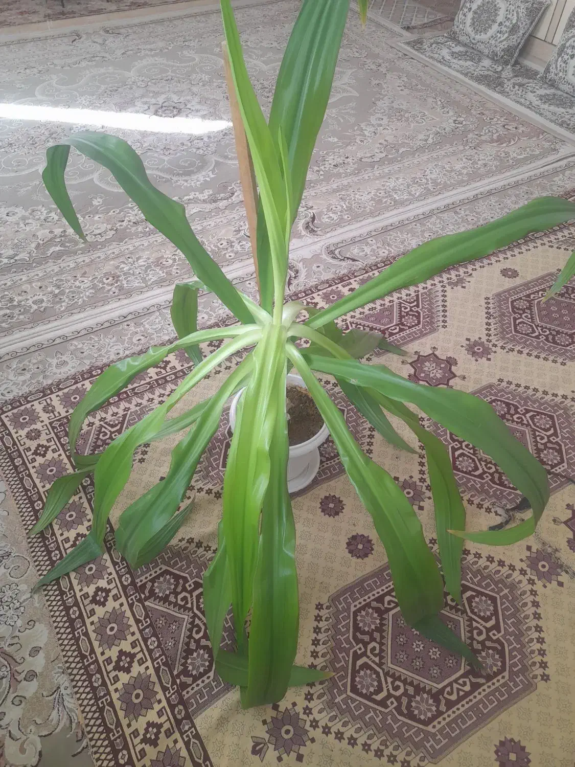 فروش گل|گل و گیاه طبیعی|شهرکرد, |دیوار