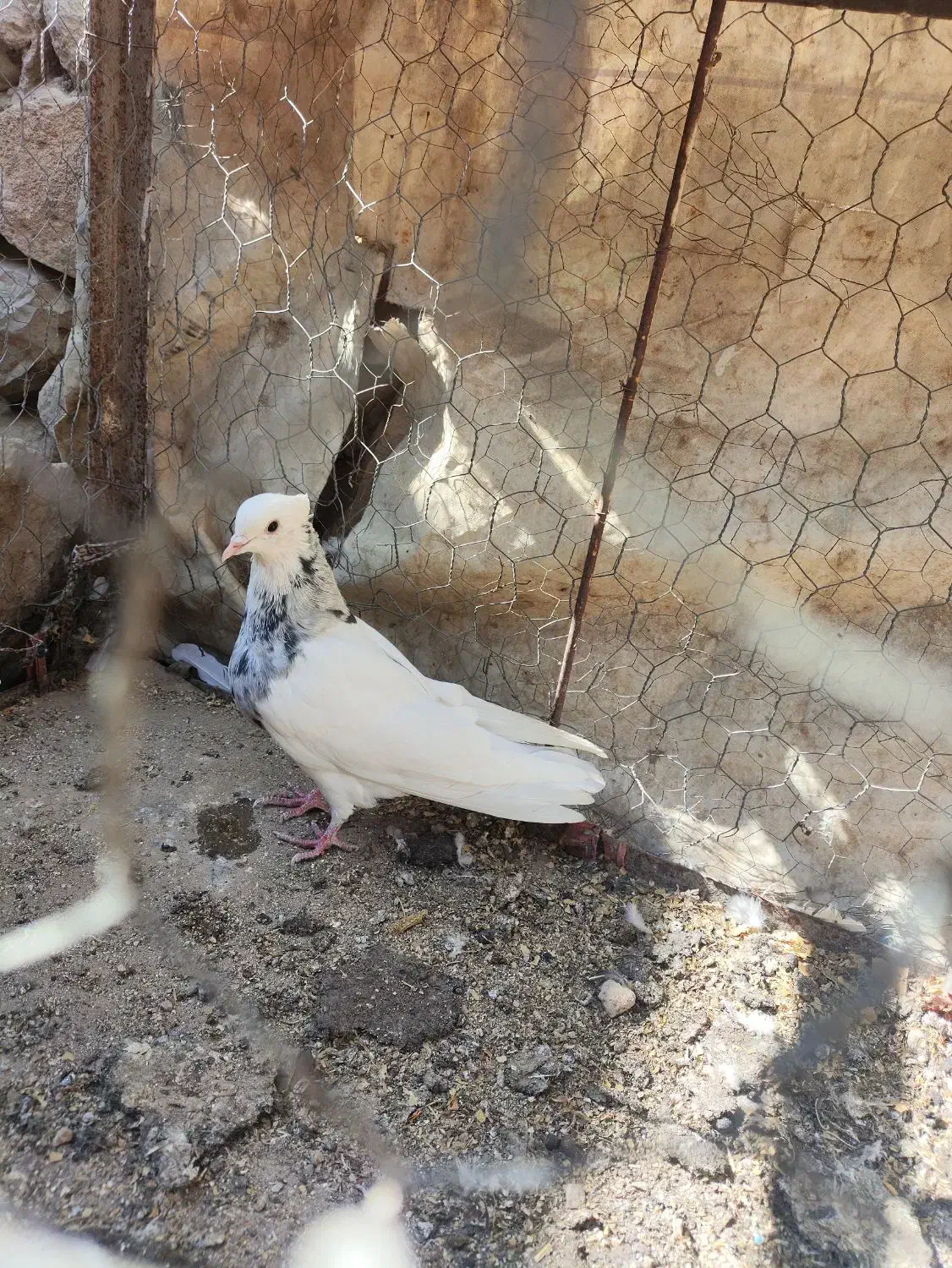 تعدادی کبوتر طوقی|پرنده|باشت, |دیوار