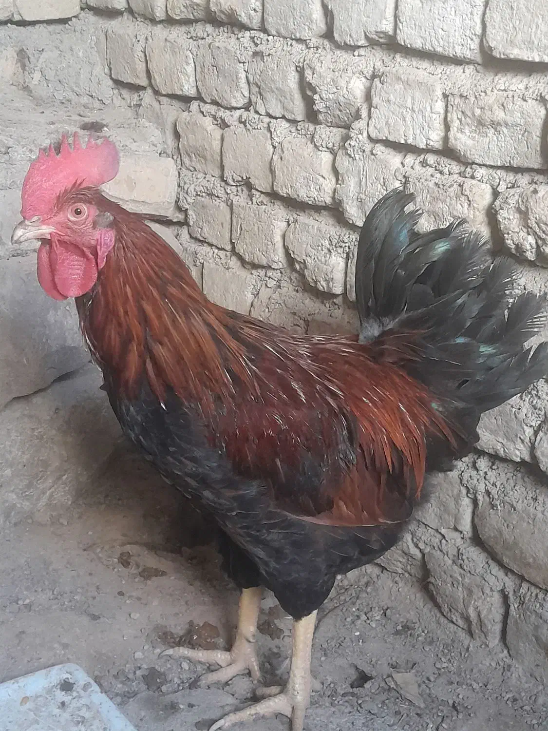 خروس|حیوانات مزرعه|مشهد, ویلاشهر|دیوار