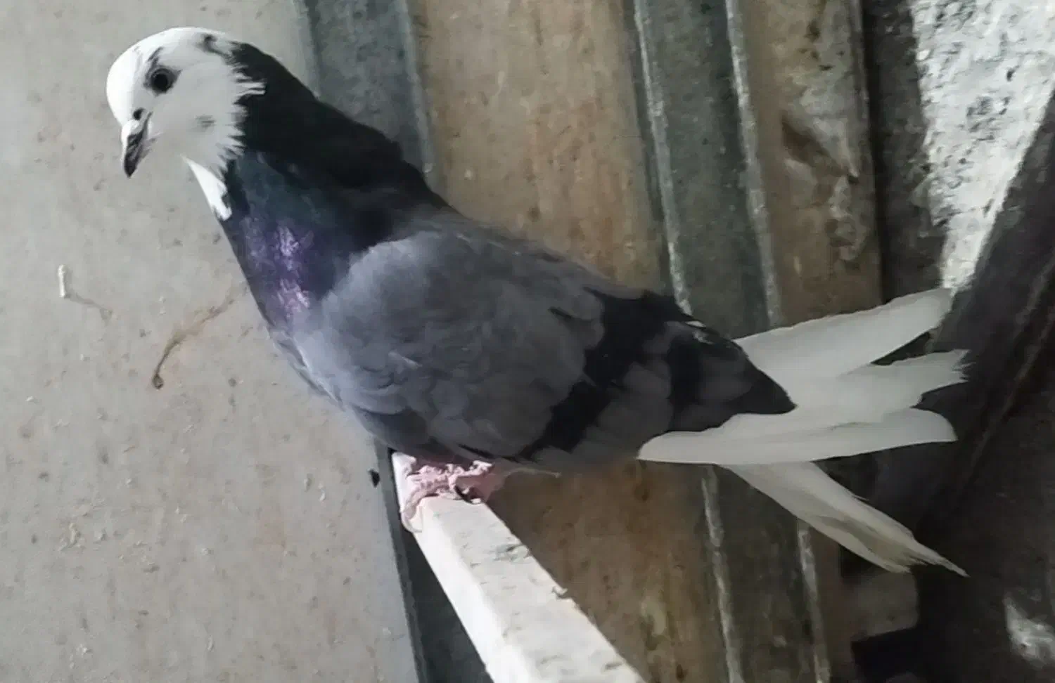 کبوتر پرشی شازده سبز|پرنده|شهریار, شهرک بهاران (ویره)|دیوار