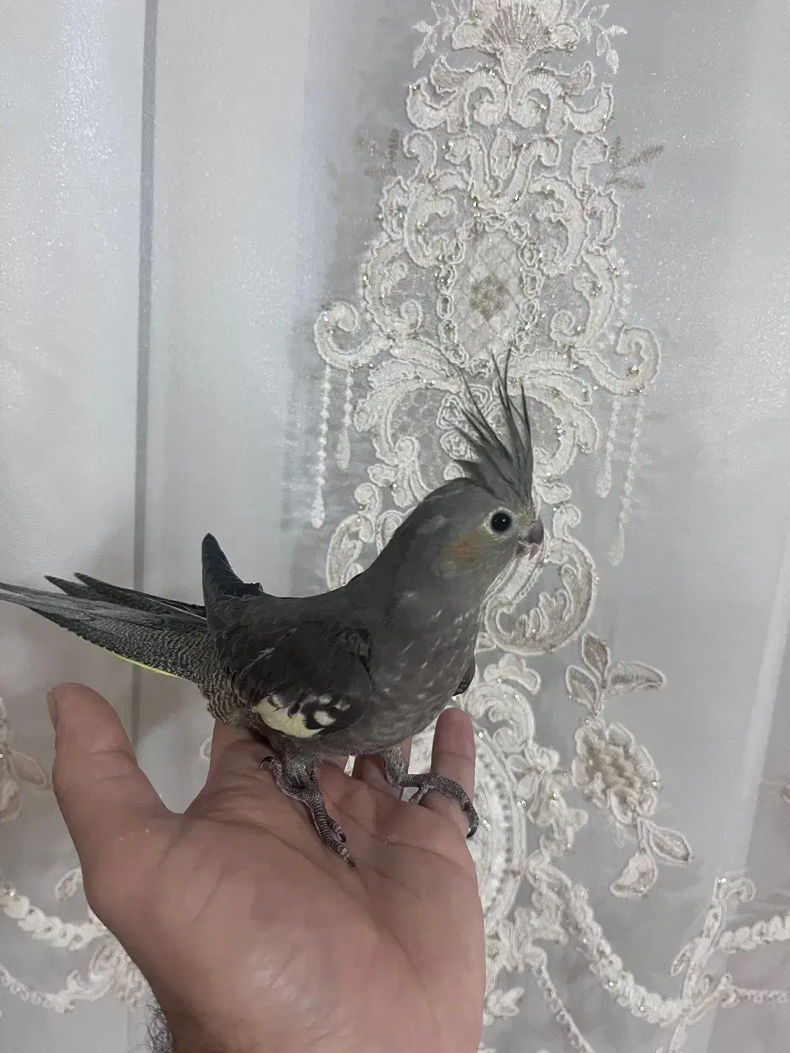 عروس هلندی|پرنده|اردبیل, |دیوار