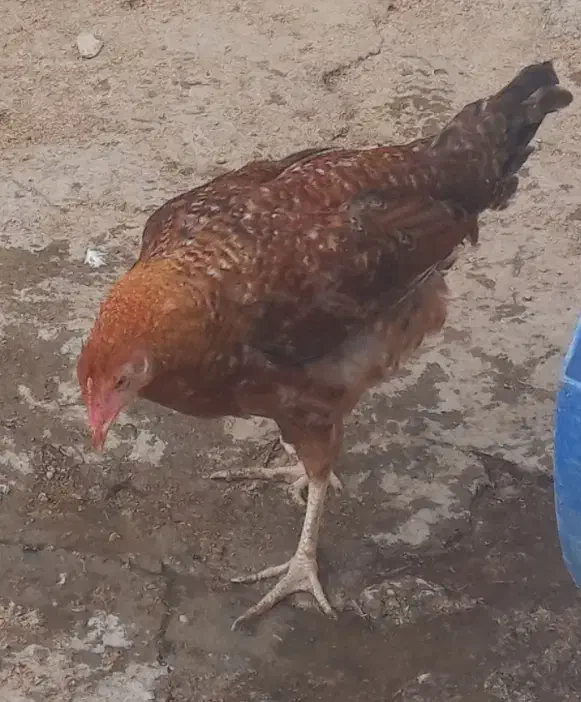 فروش دو تا مرغ  جوون ۴ و ۵ ماهه  صحیح سالم|پرنده|فیروزکوه, |دیوار