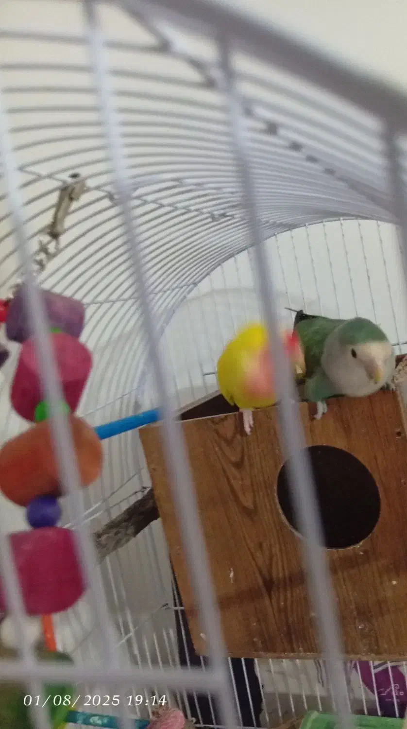 کوتوله بریزیلی|پرنده|مشهد, هنرور|دیوار