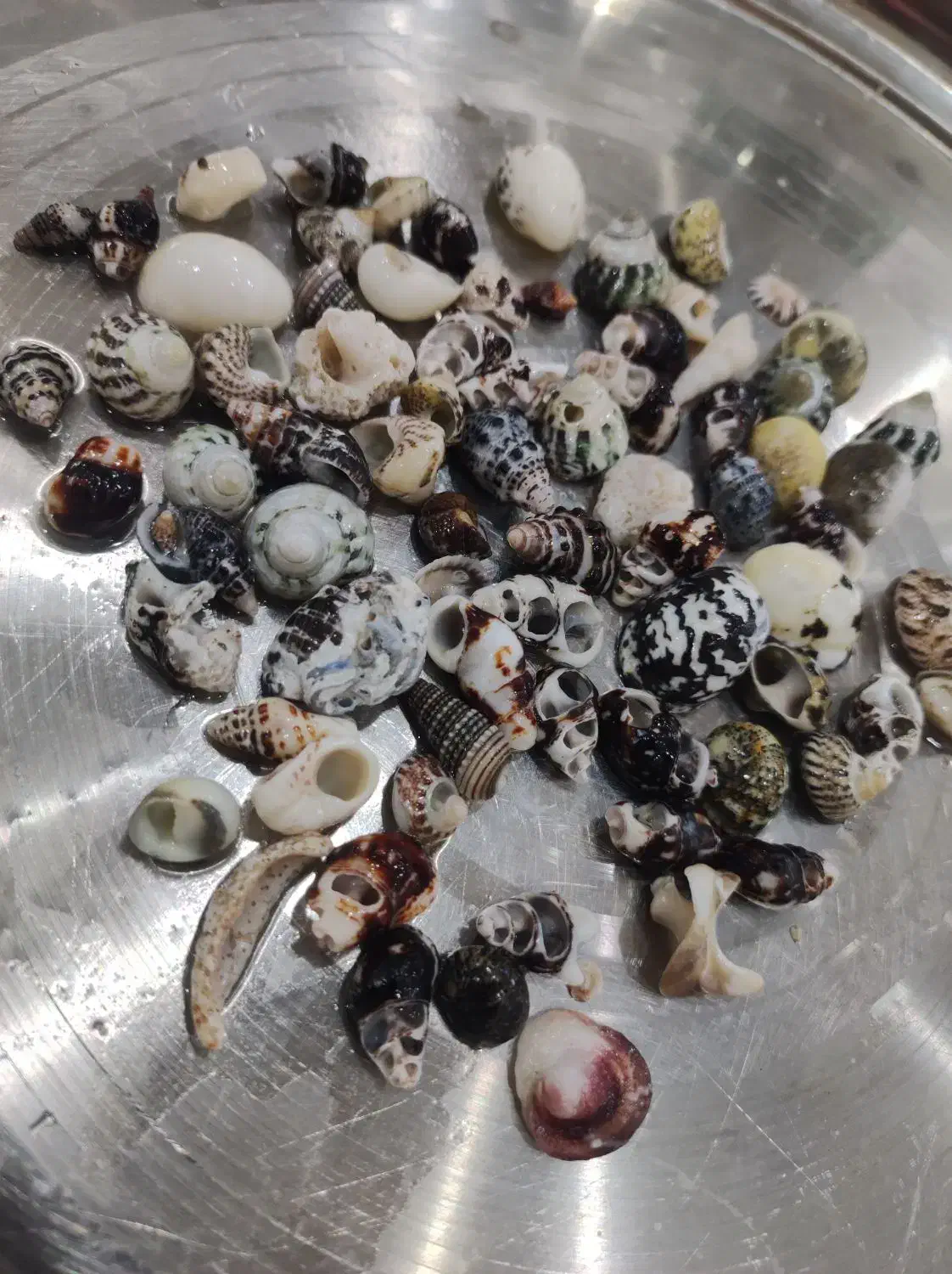 صدف اکواریوم|ماهی|یزد, |دیوار