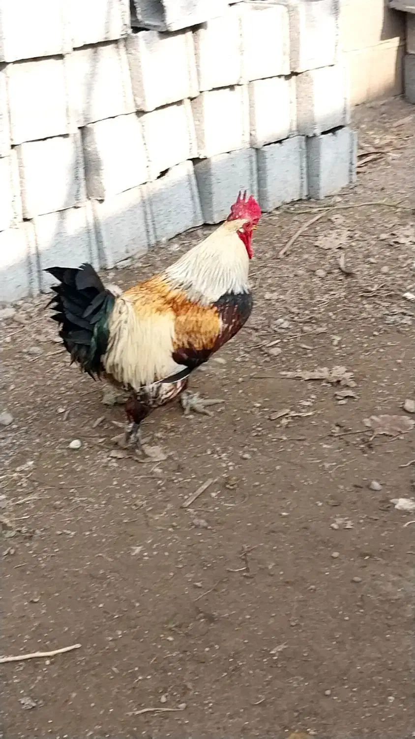 خروس پاپری|حیوانات مزرعه|کوچصفهان, |دیوار