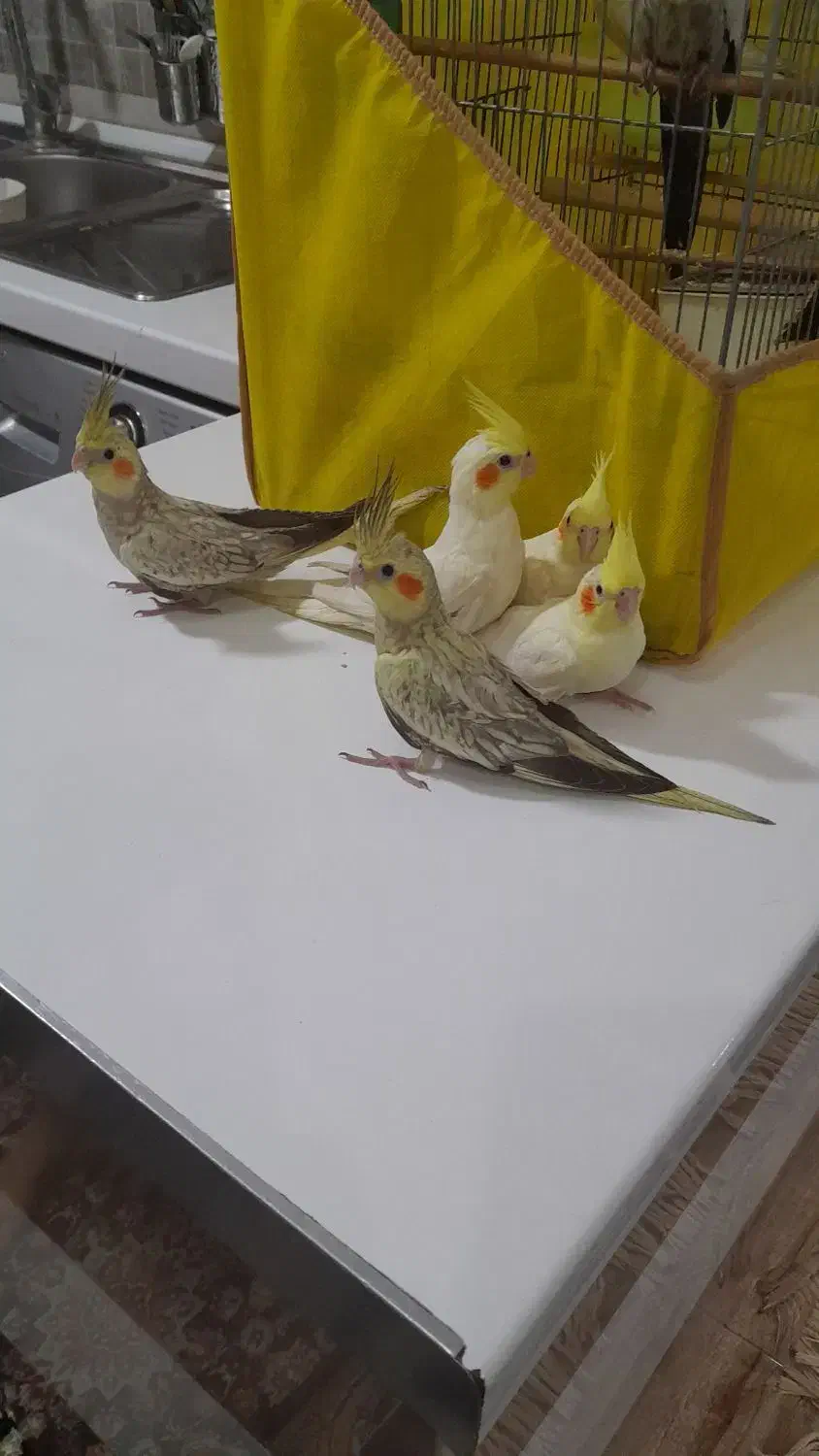 عروس هلندی|پرنده|قرچک, زیبا شهر|دیوار