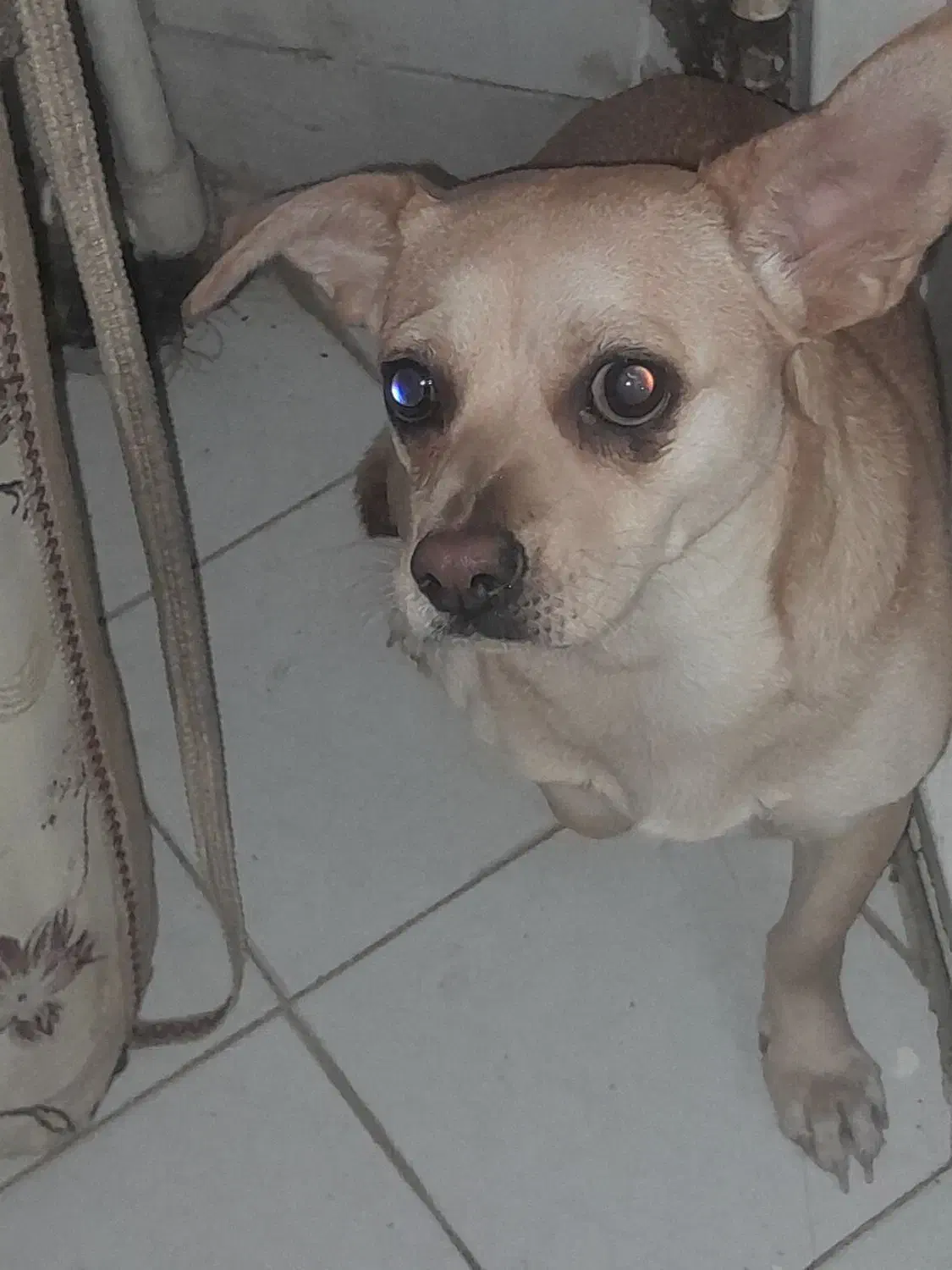 دوتاسگ خارجی اشمیتر.راکسل|سگ|اصفهان, شهرستان|دیوار