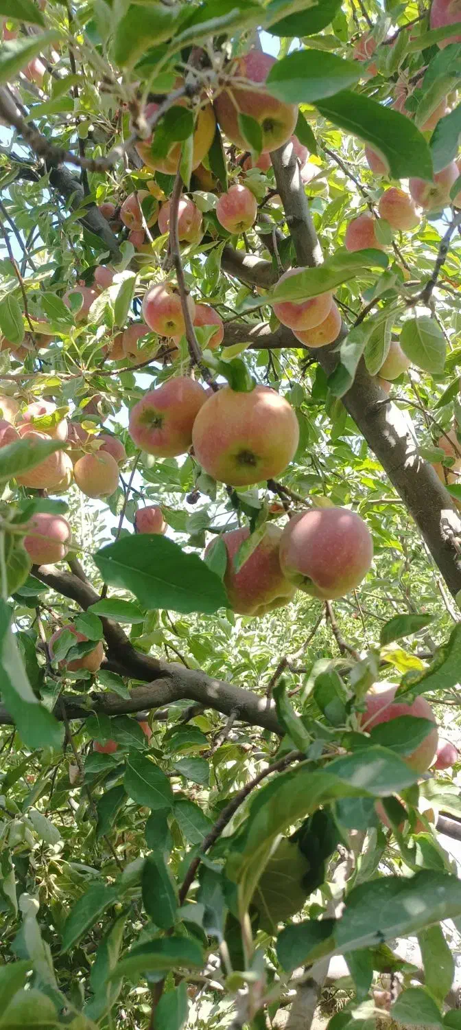 سیب قرمز|خوردنی و آشامیدنی|گیان, |دیوار