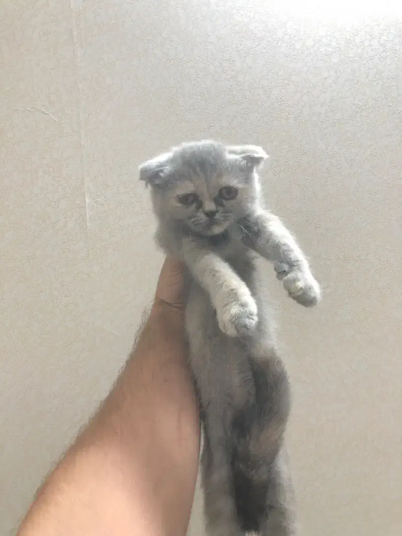 پرشین و اسکاتیش میکس|گربه|مشهد, مشکینی (شهرک غرب)|دیوار