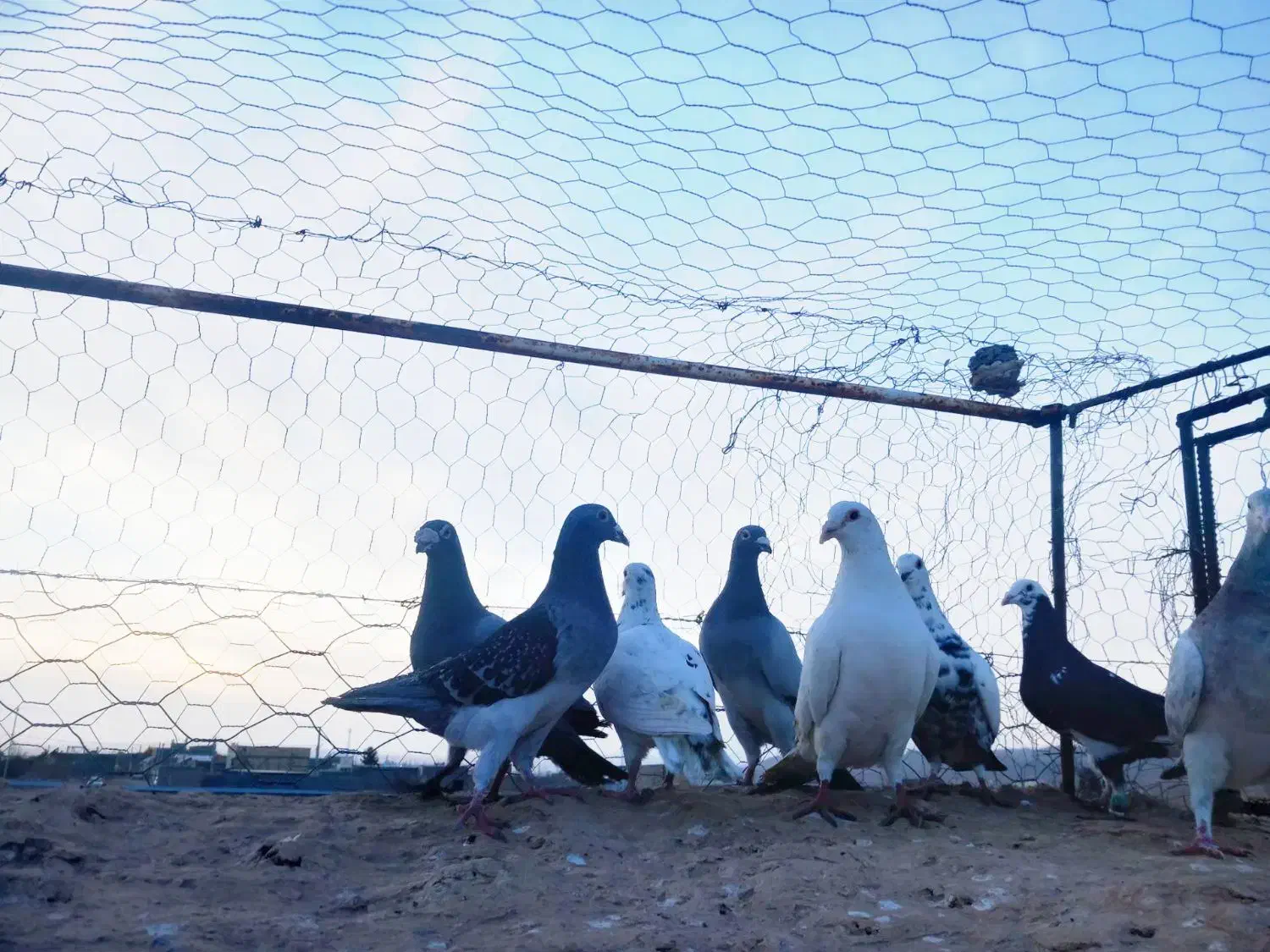 فروشی کفتر|پرنده|قائن, |دیوار