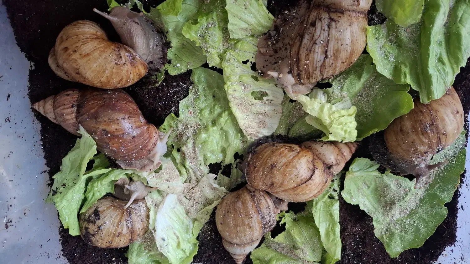 فروش حلزون(قیمت مناسب)|خزنده|بروجرد, |دیوار