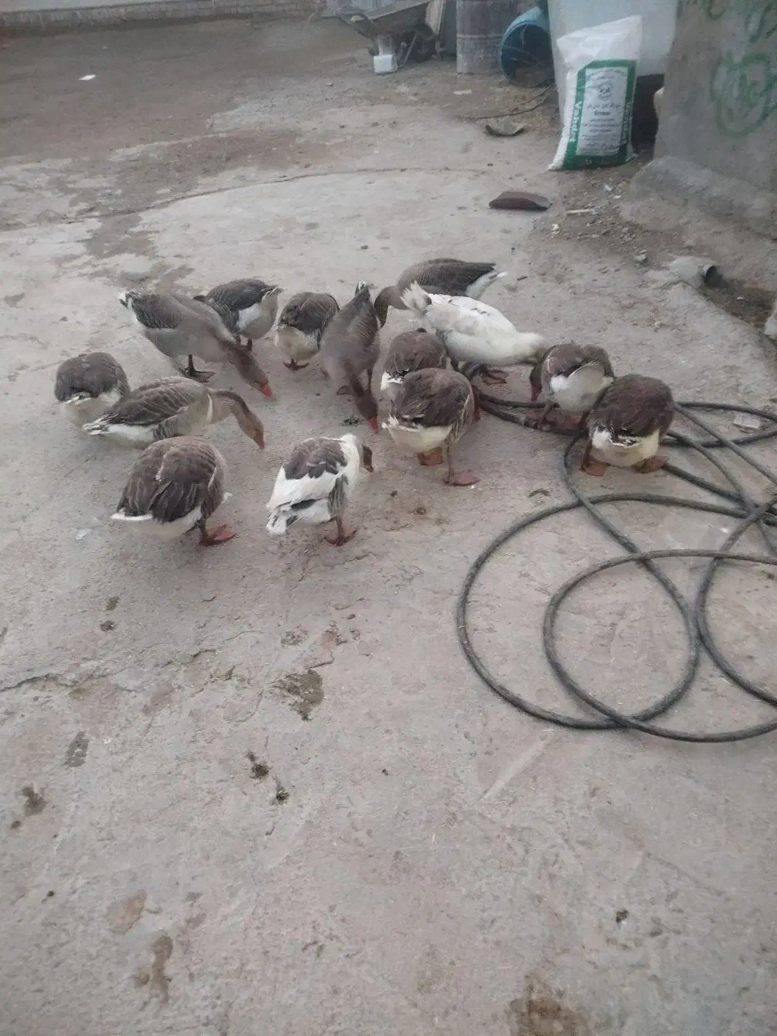 غاز|حیوانات مزرعه|بیرانوند, |دیوار