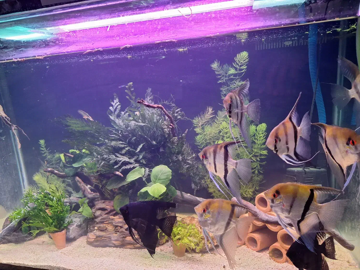 آکواریوم گیاهی با گیاهان بدون نیاز به بستر|ماهی|کرمان, |دیوار