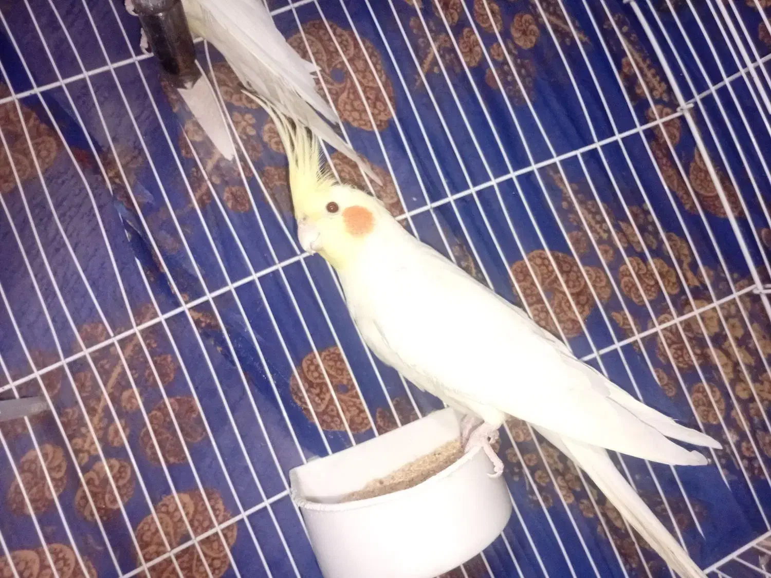 فروش یک عددعروس نر|پرنده|نالوس, |دیوار