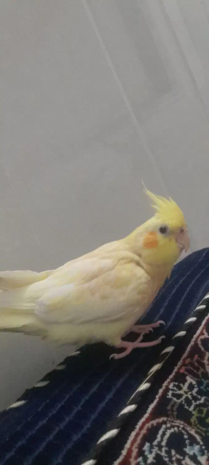 عروس هلندی گم شده|حیوانات|قم, نیروگاه|دیوار