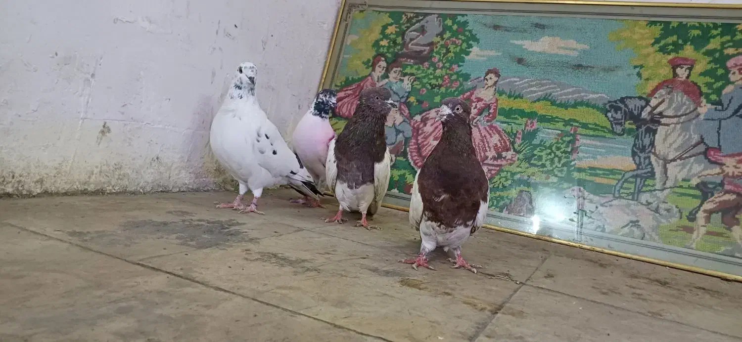 کبوتر قشنگ|پرنده|بروجرد, |دیوار