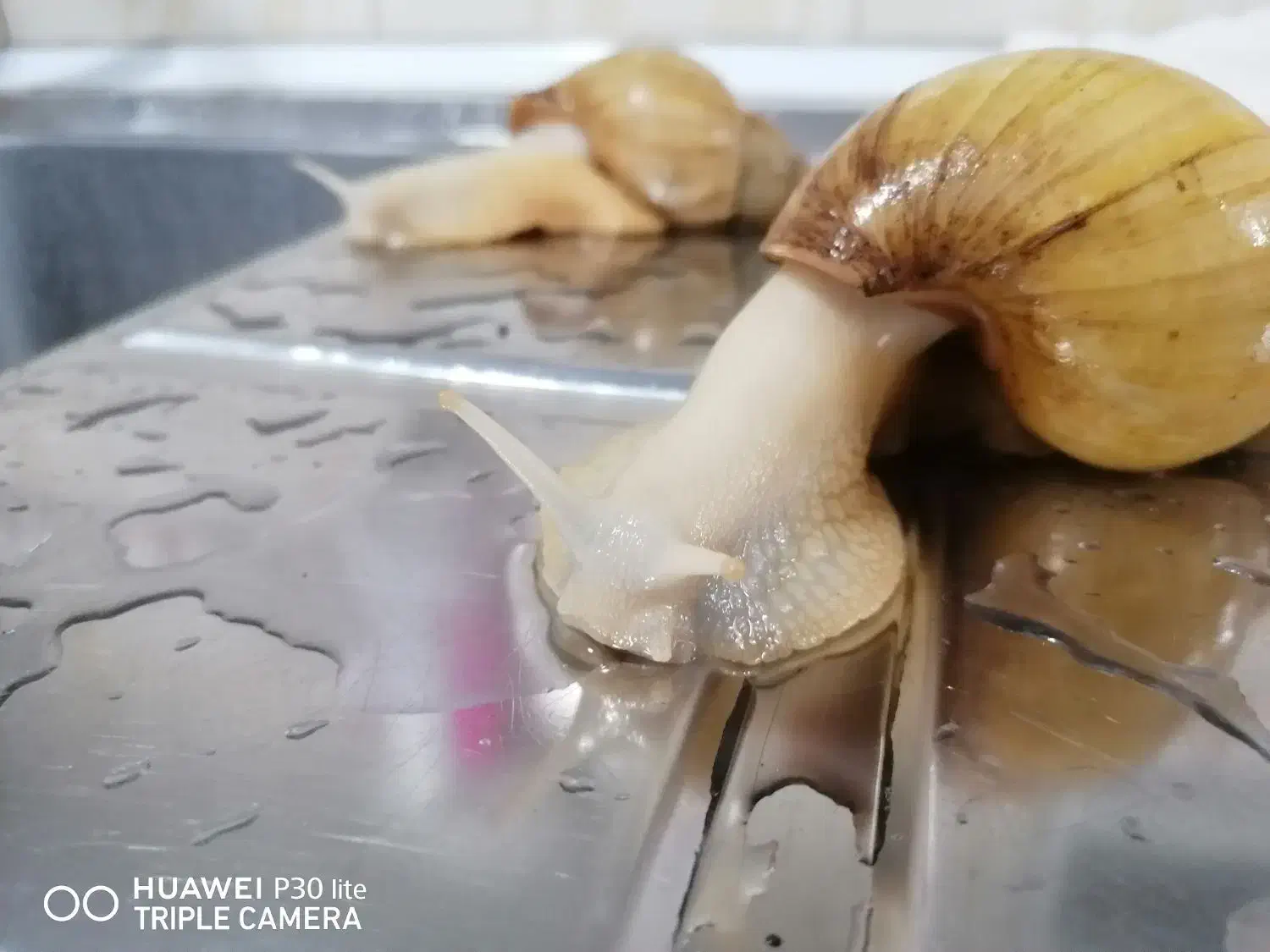 حلزون|خزنده|اسلام‌شهر, صادقیه|دیوار