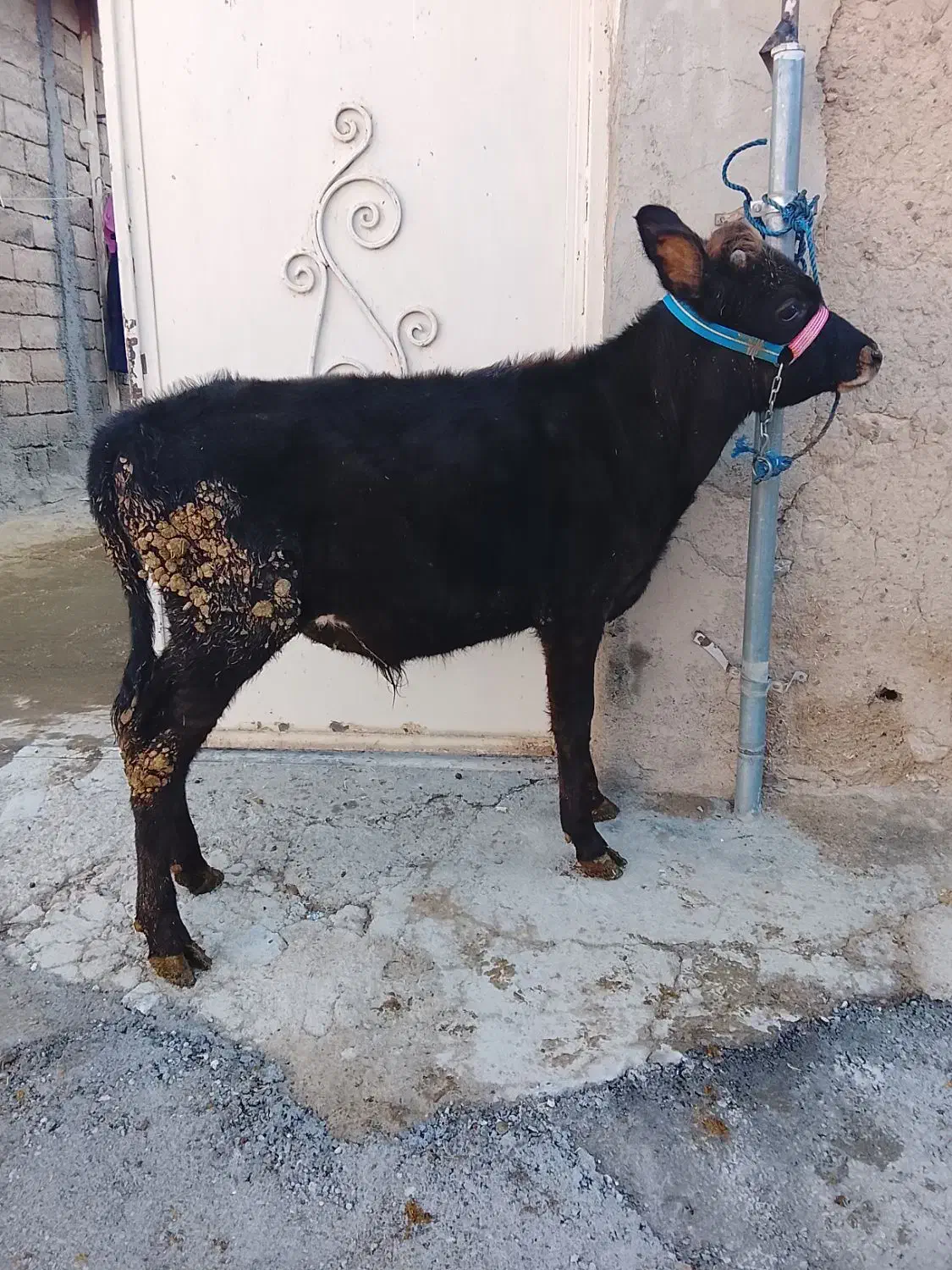 گاو|حیوانات مزرعه|کلیائی, |دیوار