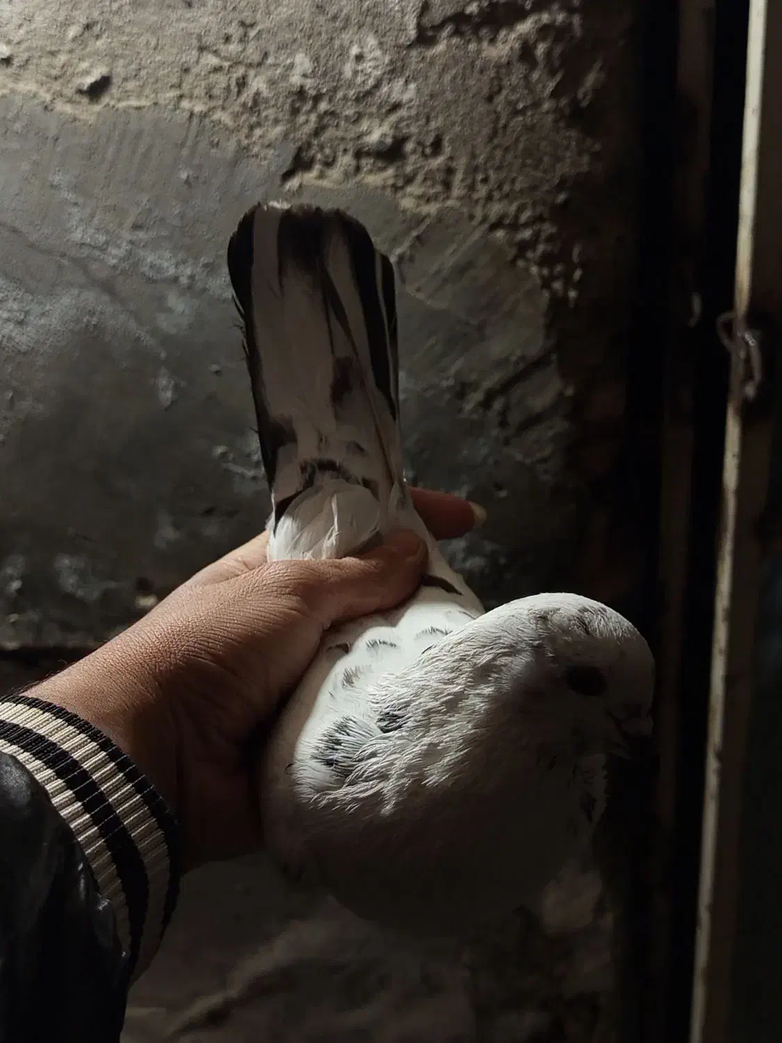 دو عدد کفتر خوب|پرنده|پارسآباد, |دیوار