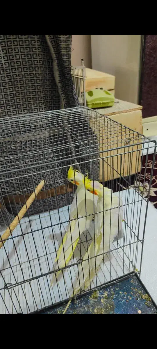 عروس هلندی|پرنده|بندرعباس, |دیوار