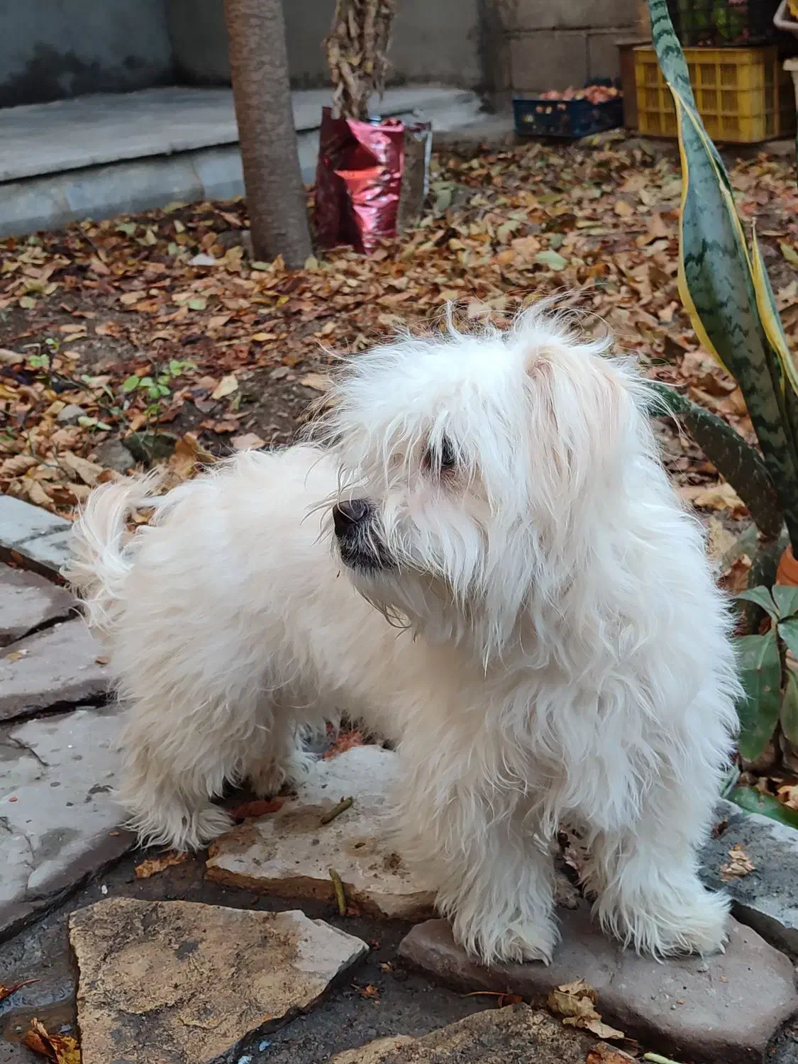 سگ پاکوتاه شیدزو نر|سگ|مشهد, امیریه|دیوار