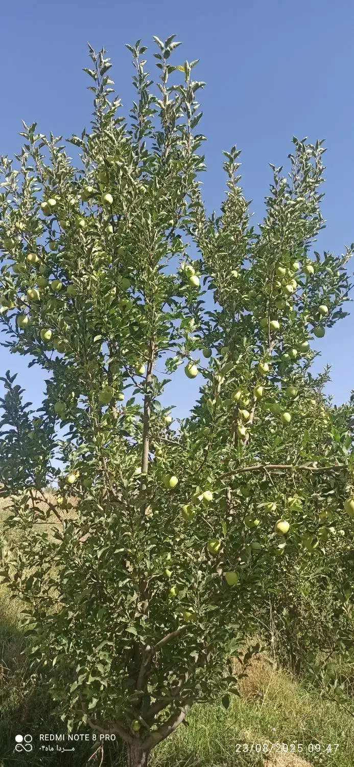 سرگرمی|تور و چارتر|شهرکرد, |دیوار