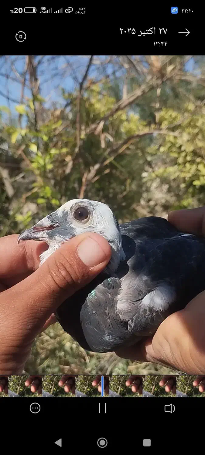 پلاکی اردن|پرنده|گتوند, |دیوار