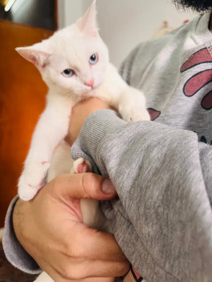 گربه پرشین اسکاتیش ماده|گربه|رشت, جهاد|دیوار