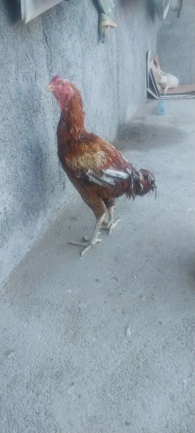 باسلام خروس لاری سالم‌|حیوانات مزرعه|قرچک, باقرآباد|دیوار