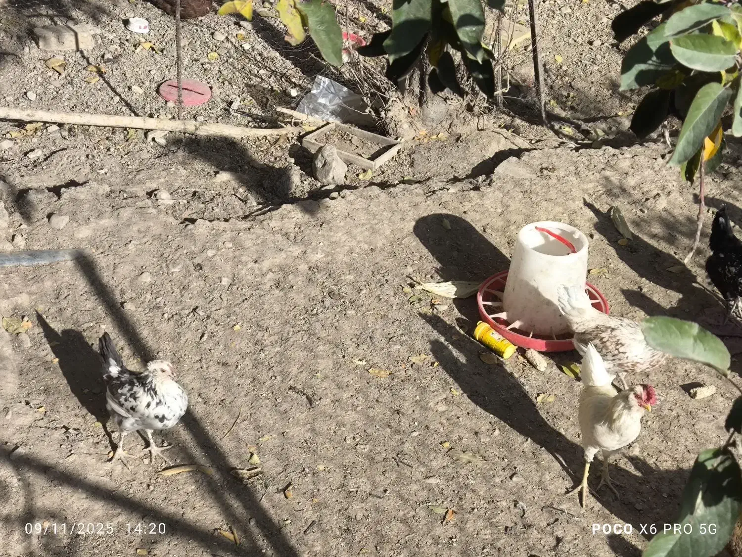 مرغ و خروس گلین|حیوانات مزرعه|انگوران, |دیوار