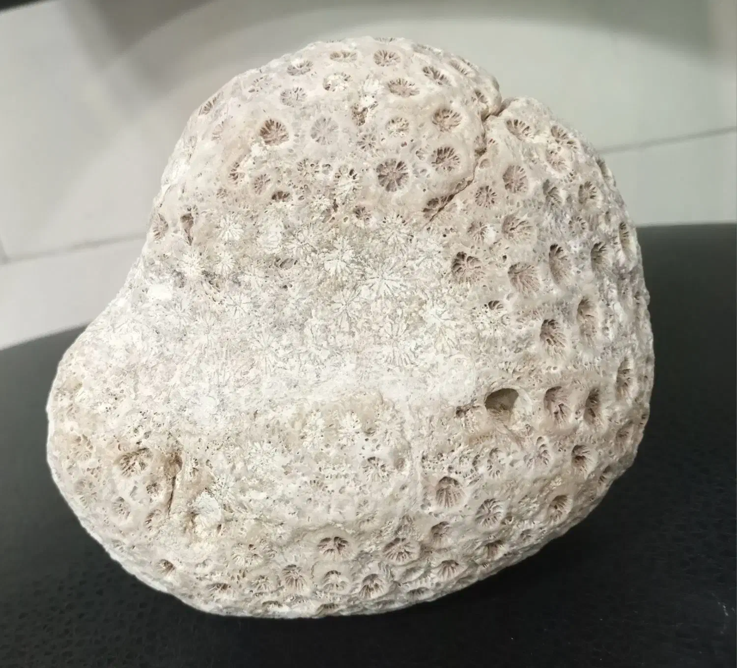 فسیل|کلکسیون اشیاء عتیقه|پاکدشت, پاکدشت (مامازند)|دیوار