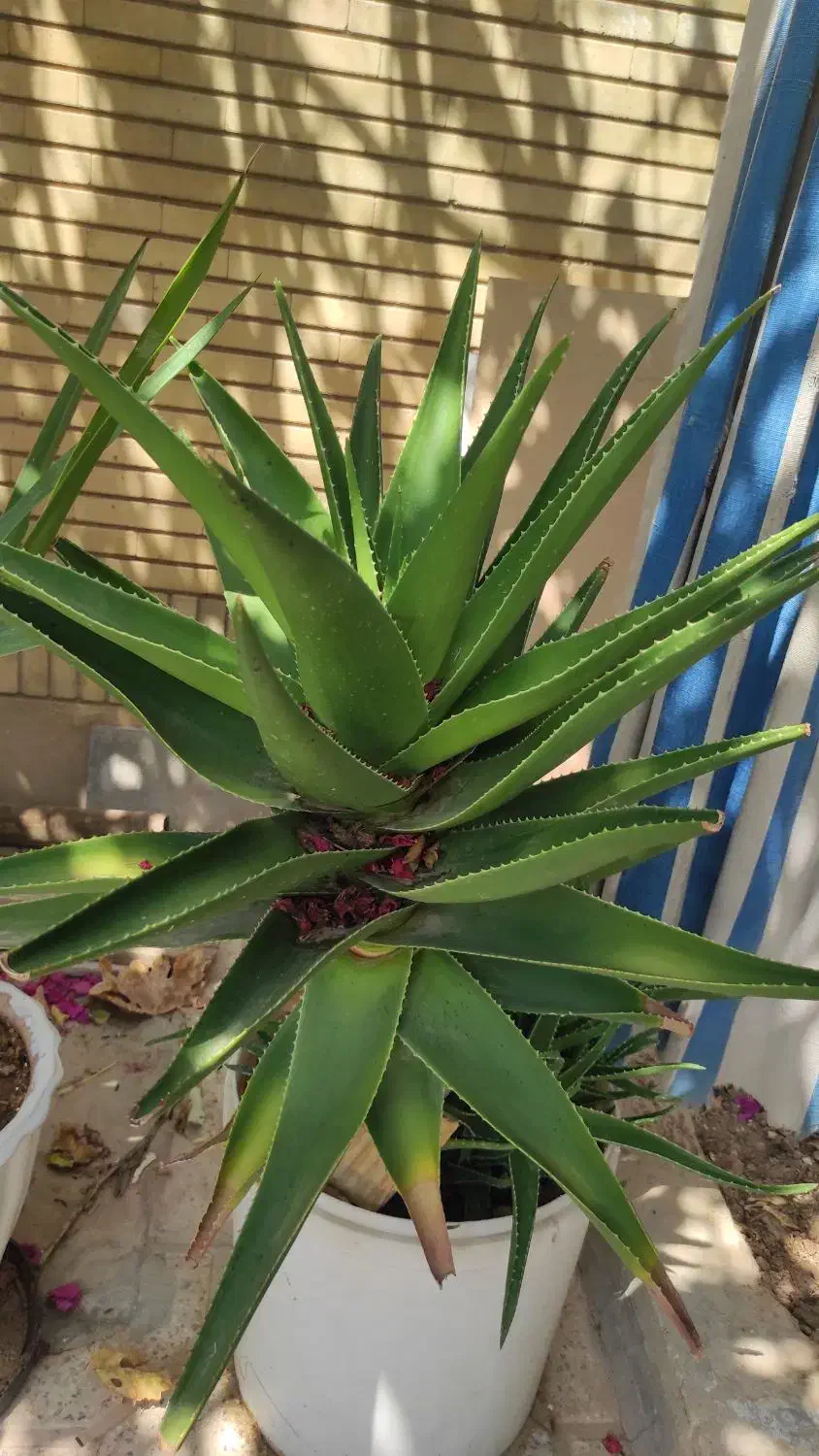 درختچه مصنوعی و طبیعی|گل مصنوعی|شیراز, آزادگان|دیوار