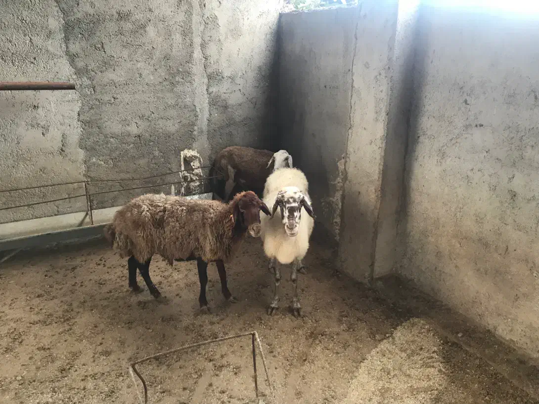 ۲ بره و دوتا میش لاغر|حیوانات مزرعه|گرگان, |دیوار