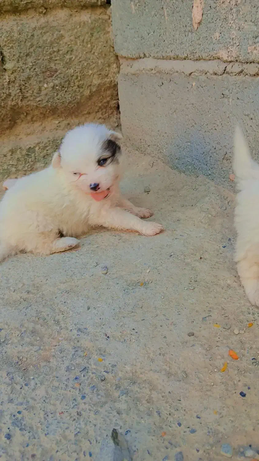 سگ پاکوتاه اشپیتز|سگ|کهنوج, |دیوار