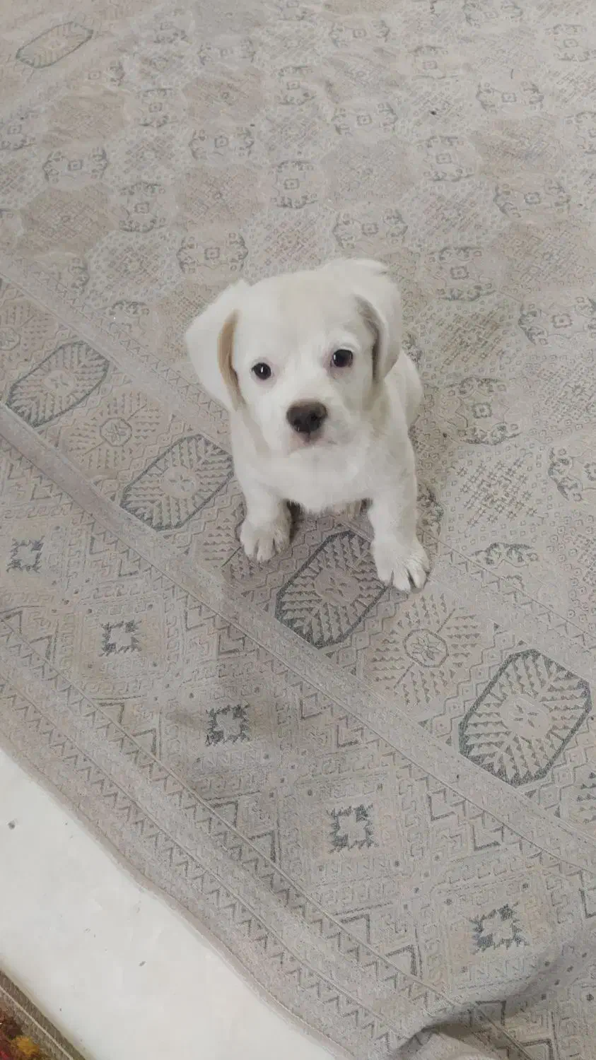 واگذاری سگ|سگ|شیراز, حجت آباد|دیوار