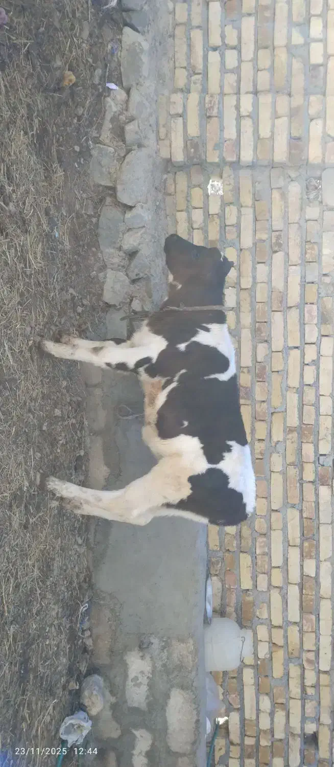 گاو هلشتاین شکم سوم|حیوانات مزرعه|شادیان, |دیوار