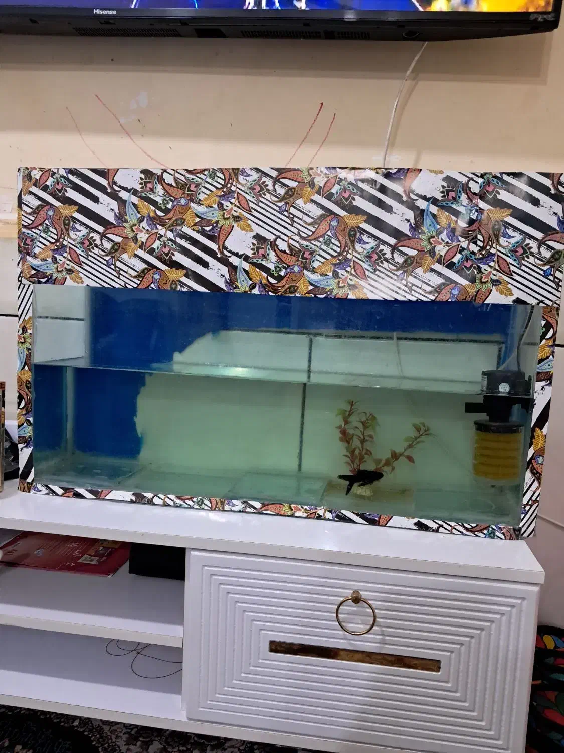 آکواریوم فروشی|ماهی|رامشیر, |دیوار