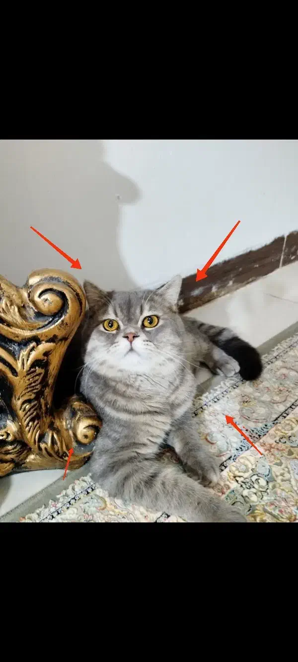 گربه نر بریتیش اماده جفت گیری|گربه|یزد, |دیوار