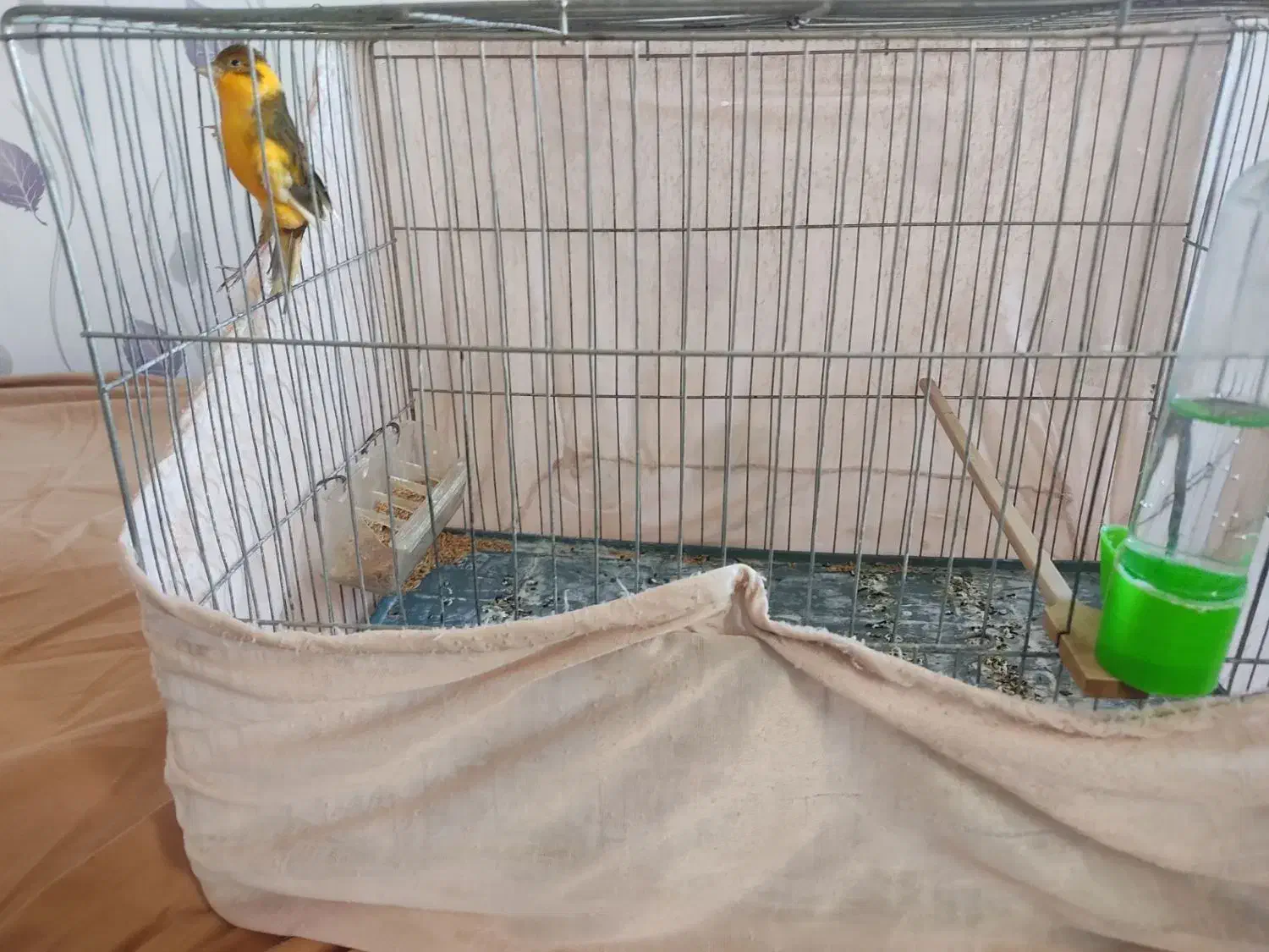 قناری|پرنده|محمدیه-قزوین, |دیوار