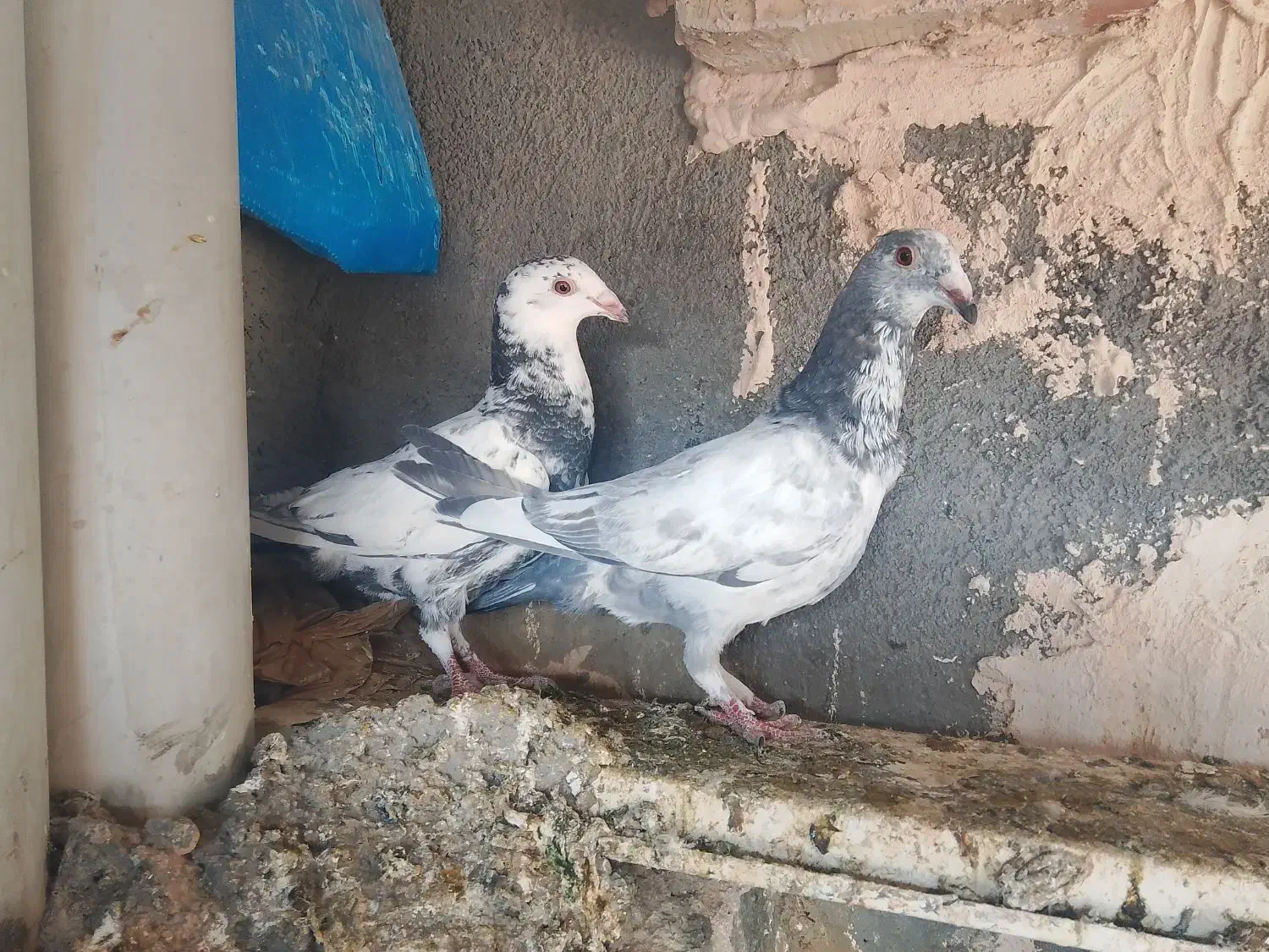 بزک|پرنده|تربت جام, مسکن مهر|دیوار