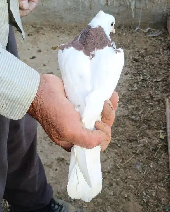 کفتر طوقی|پرنده|آران و بیدگل, |دیوار