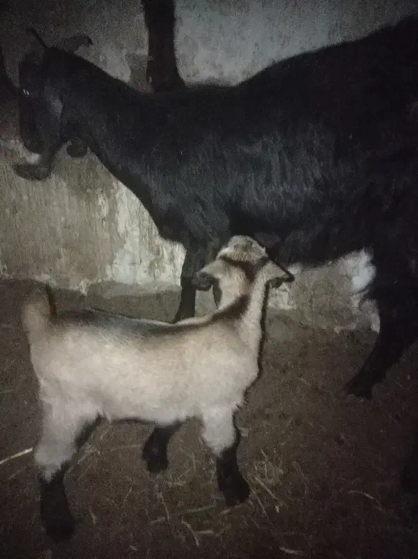 دوتا بز زاییده|حیوانات مزرعه|شاهرود, |دیوار