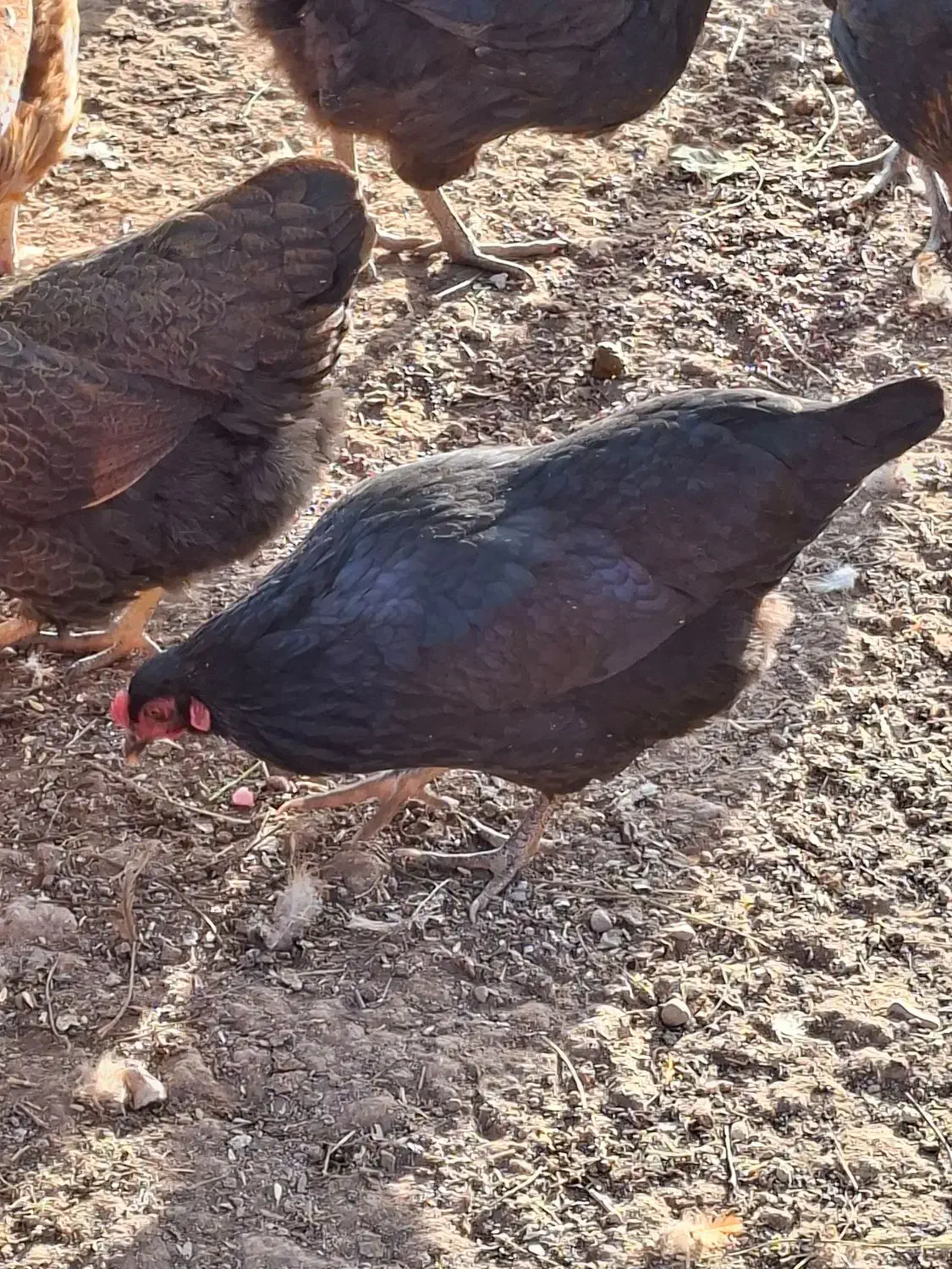 مرغ جوان ۸ماه|حیوانات مزرعه|اقبالیه, |دیوار