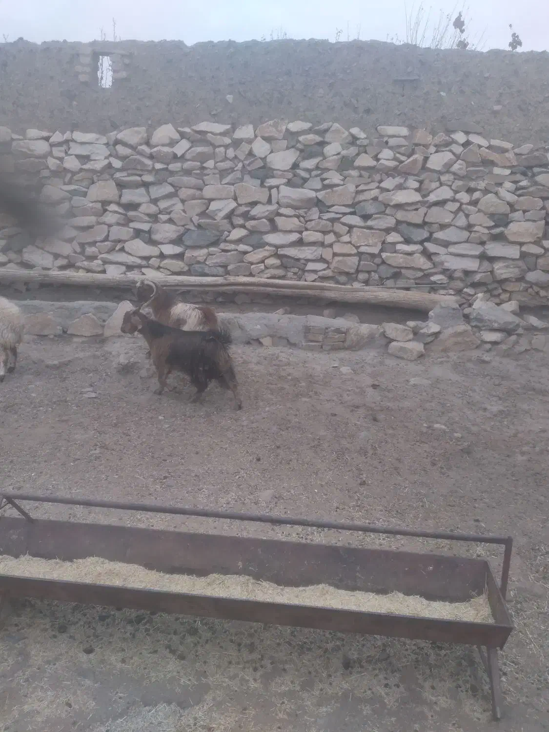 گوسفندبزغاله گوشتی|حیوانات مزرعه|میمه, |دیوار