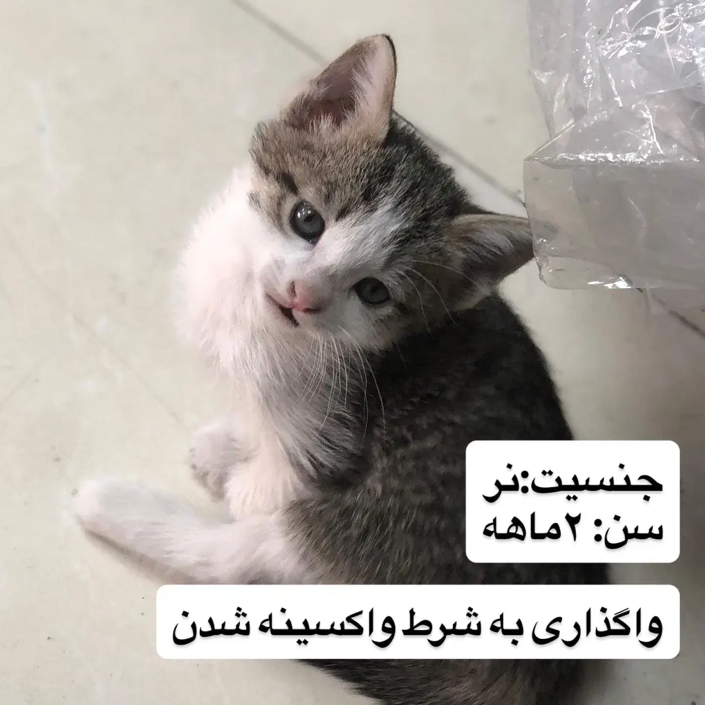 واگذاری بچه گربه دی اس اچ|گربه|تهران, جنتآباد مرکزی|دیوار