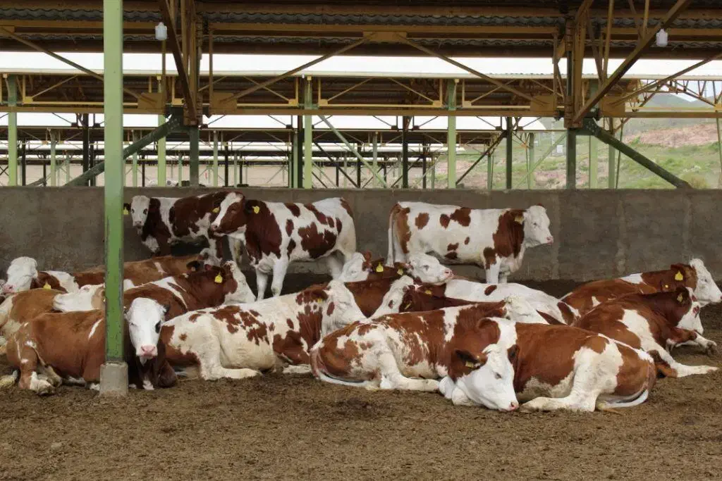 کار در گاوداری|استخدام سرایداری و نظافت|خوی, |دیوار