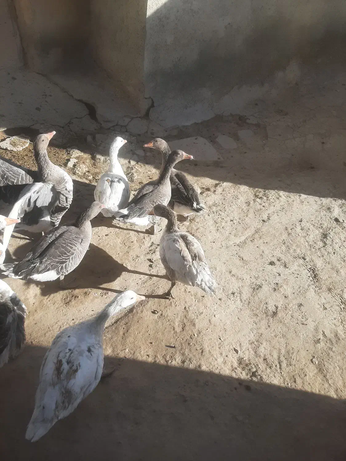 غازجوان|حیوانات مزرعه|دهگلان, |دیوار