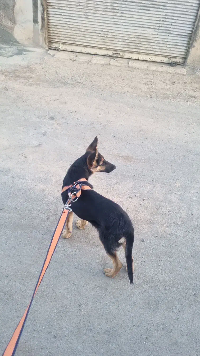 سگ ژرمن|سگ|بیستون, |دیوار