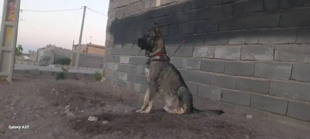 واگذاری توله نر و ماده سرابی اصیل|سگ|سیرجان, |دیوار